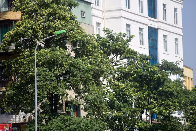  Một người bán hàng trên phố Nguyễn Chí Thanh cho biết: Hoa sữa ít thì ngửi có hương thơm thoang thoảng, nhưng nhiều quá thì mùi rất hắc, nhất là về đêm. Tôi bán hàng ở đây đến mùa phải đeo khẩu trang vì không chịu nổi mùi hắc của hoa sữa. 