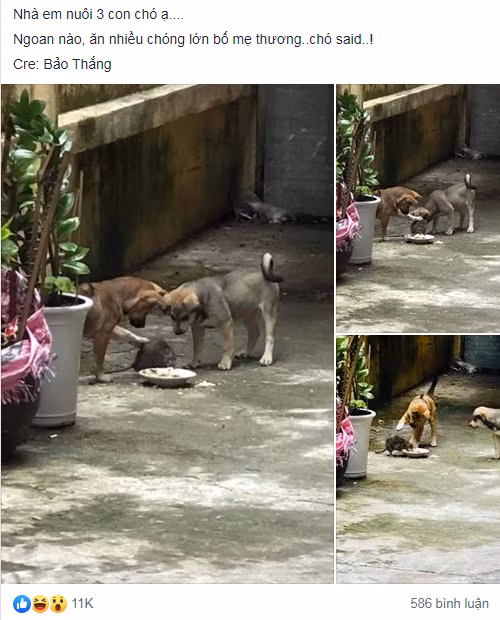 Bài đăng nhận được hàng chục nghìn lượt thích.