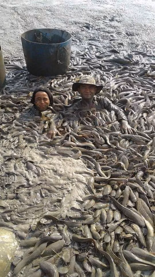 Ai ăn cá không