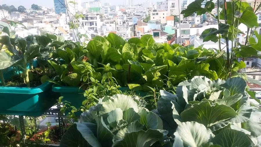 san thuong 