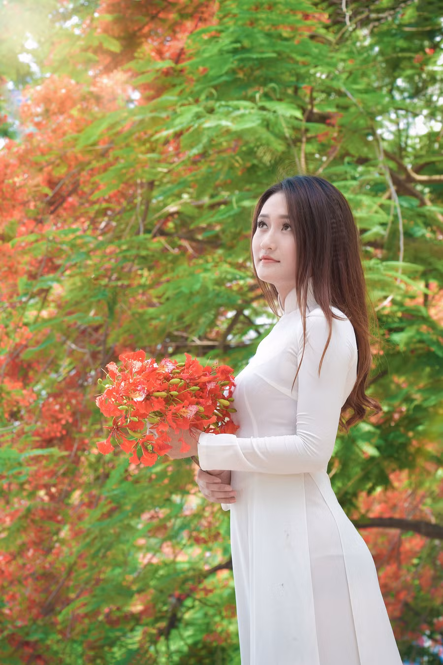 Thiếu nữ Hà thành mơ màng bên hoa phượng “rực cháy“ ảnh 11