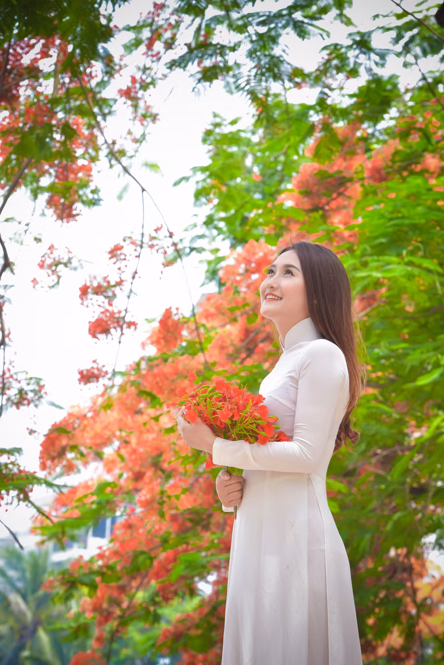 Thiếu nữ Hà thành mơ màng bên hoa phượng “rực cháy“ ảnh 5