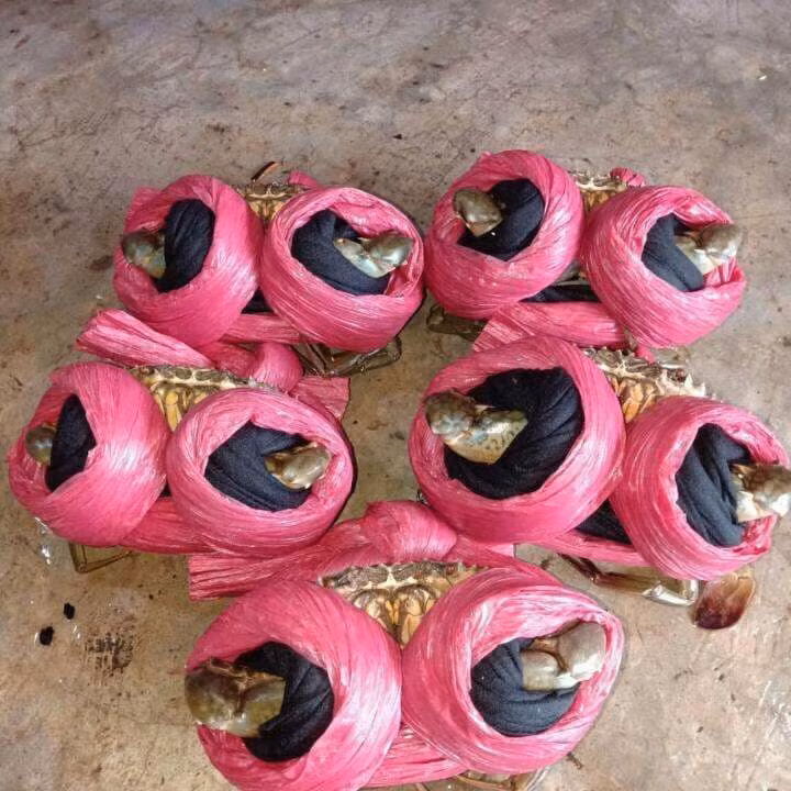 Bán cua hay dây nhỉ