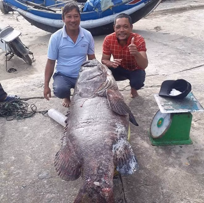Con cá mú khổng lồ vừa bắt được ở Cửa Tùng /// ẢNH: THANH LỘC