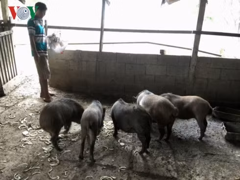 nam hoi noi chuyen lam giau tu nuoi heo rung o tp hcm hinh 1
