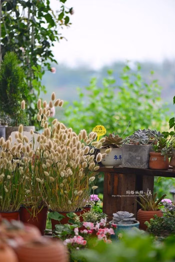 Mãn nhãn khu vườn đẹp như mê cung của người đàn ông yêu thích làm vườn ảnh 25