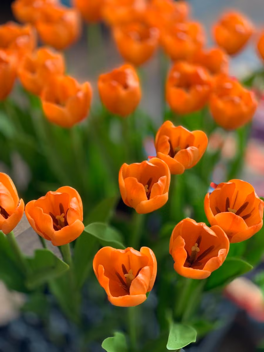 Hoa tulip