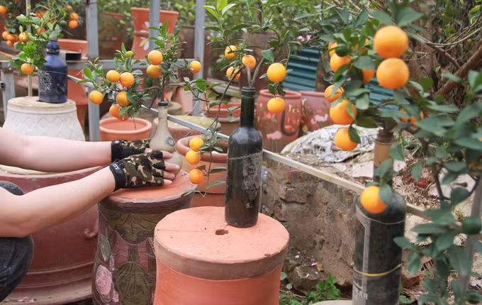 Độc đáo quất tí hon trồng trong chai lọ, bình hồ lô 