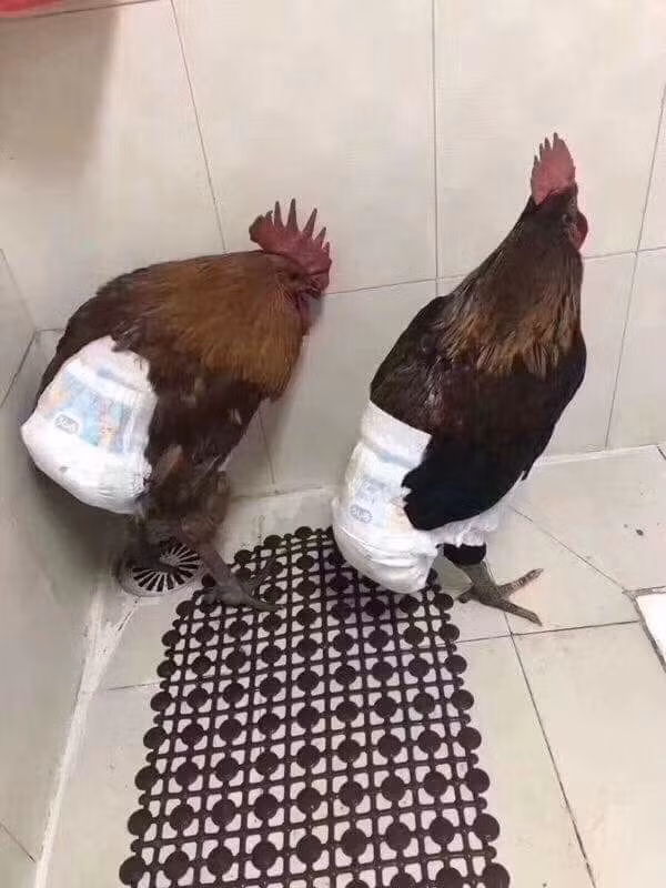 Cấm cửa