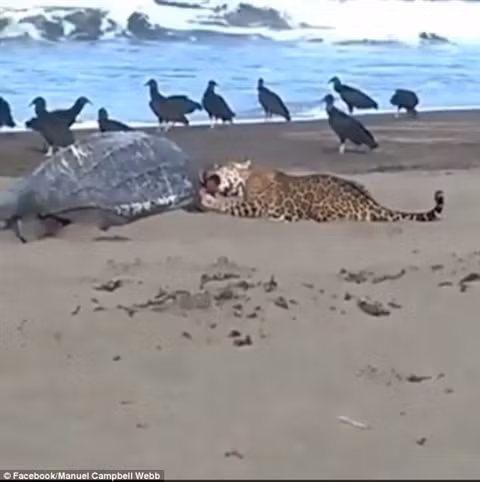 Báo đốm mò ra bờ biển chén thịt rùa khổng lồ Bao dom mo ra bo bien chen thit rua khong lo