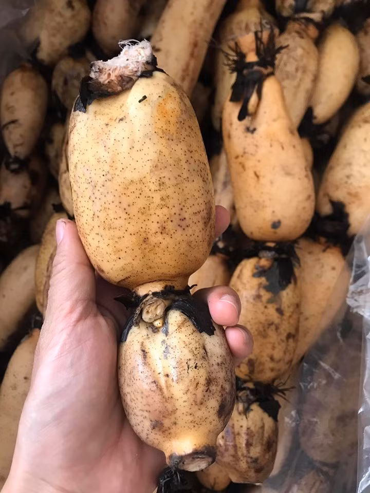 Loại củ Hàn Quốc quý như nhân sâm, Việt Nam lăn lóc bán đầy chợ