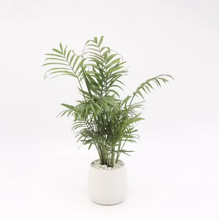 7 loại cây vô cùng dễ trồng, giúp mệnh Mộc rước tài lộc vào nhà ảnh 2
