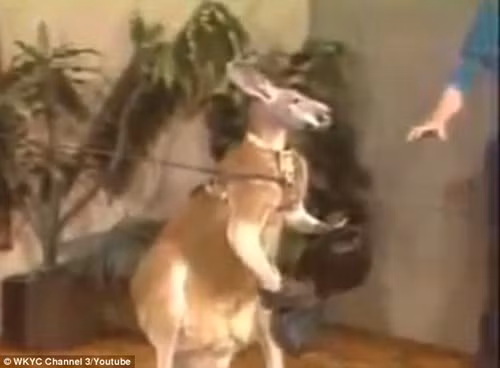 Kangaroo đeo găng, đấm túi bụi MC trên truyền hình ảnh 2