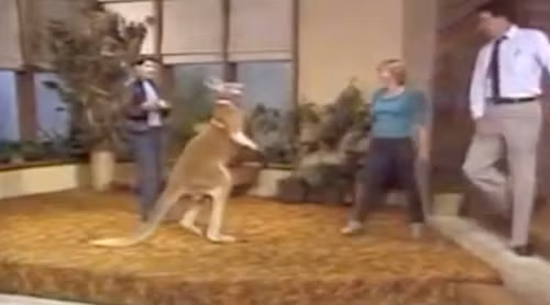 Kangaroo đeo găng, đấm túi bụi MC trên truyền hình ảnh 5