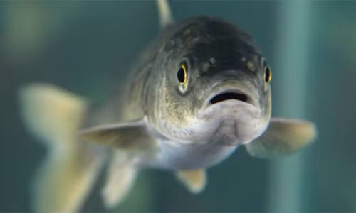 Cá Naked carp là loài đặc hữu của hồ Thanh Hải, được xếp vào sách đỏ của Trung Quốc. Ảnh: CCTV.