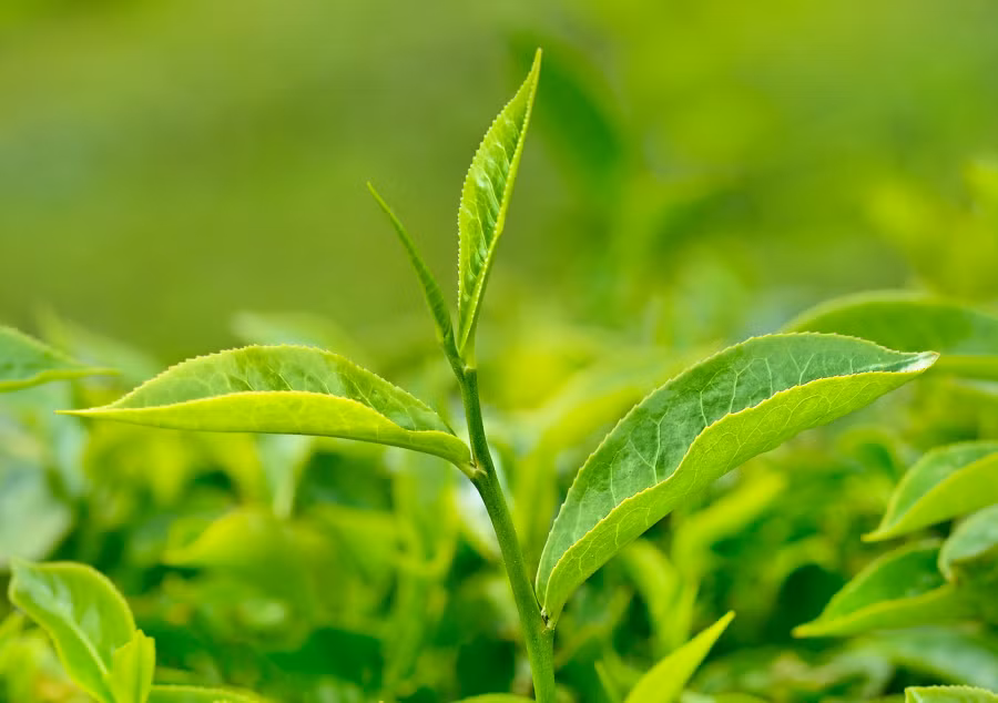 Green+tea,+EGCG+and+skin+health