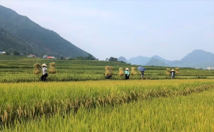 Vụ mùa ở Mường Cang.