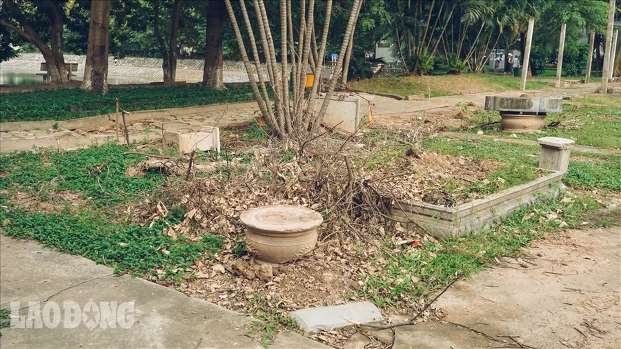 Cây khô lăn lóc khắp nơi.