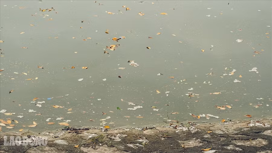 Lá cây kết màng trên mặt hồ.