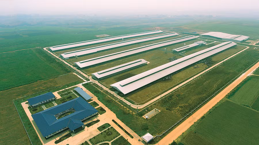Tổ hợp trang trại bò sữa công nghệ cao Vinamilk tại Thanh Hóa