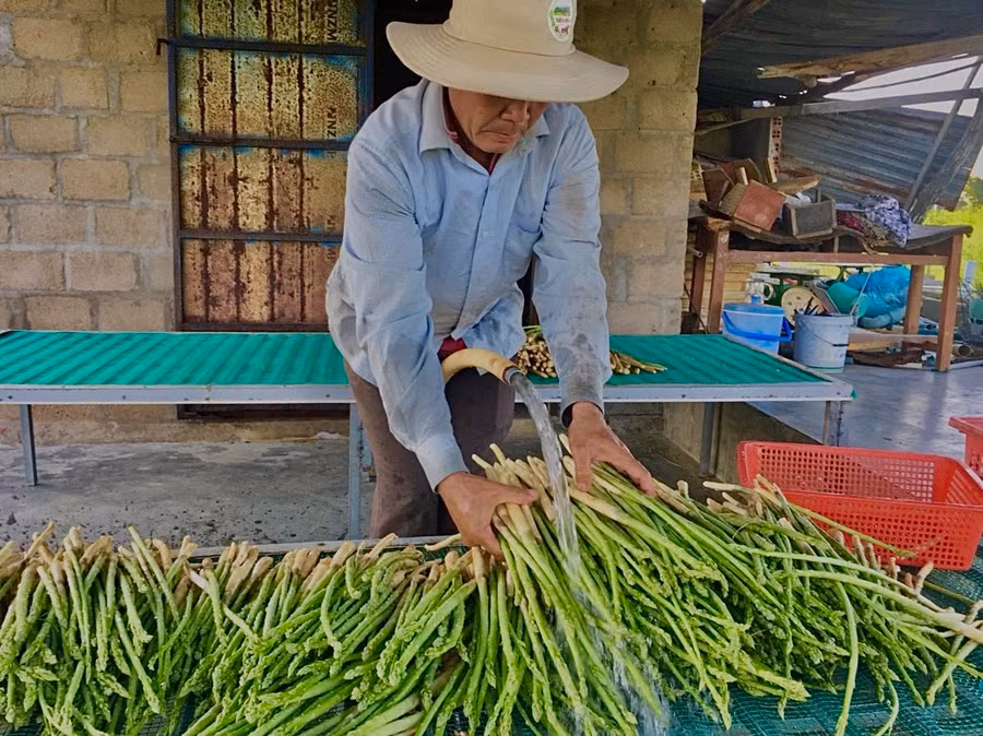 Măng tây xanh đã giúp gia đình ông Hùng Ky thoát nghèo bền vững.