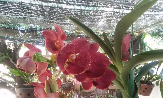 Những giò phong lan khoe sắc trong vườn nhà anh Đồng. Ảnh: L.P