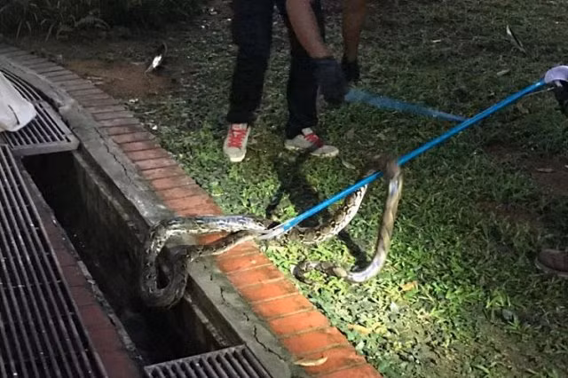 Tưởng bị mèo cào vào chân, người phụ nữ hãi hùng khi nhìn thấy thứ bên dưới - Hình 2