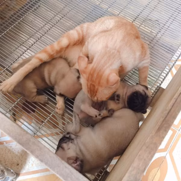 Quá đau lòng vì mất con, mèo mẹ lén sang chăm sóc 3 chú chó con để nguôi ngoai nỗi buồn ảnh 1 Quá đau lòng vì mất con, mèo mẹ lén sang chăm sóc 3 chú chó con để nguôi ngoai nỗi buồn 0