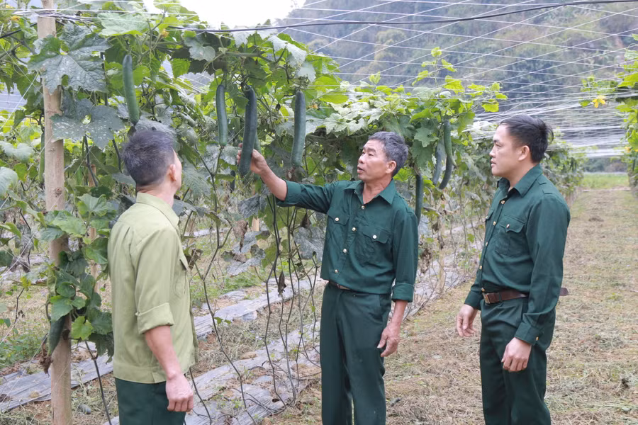 Ông Sự chia sẻ kinh nghiệm trồng, chăm sóc bí với hội viên Cựu chiến binh xã Búng Lao.