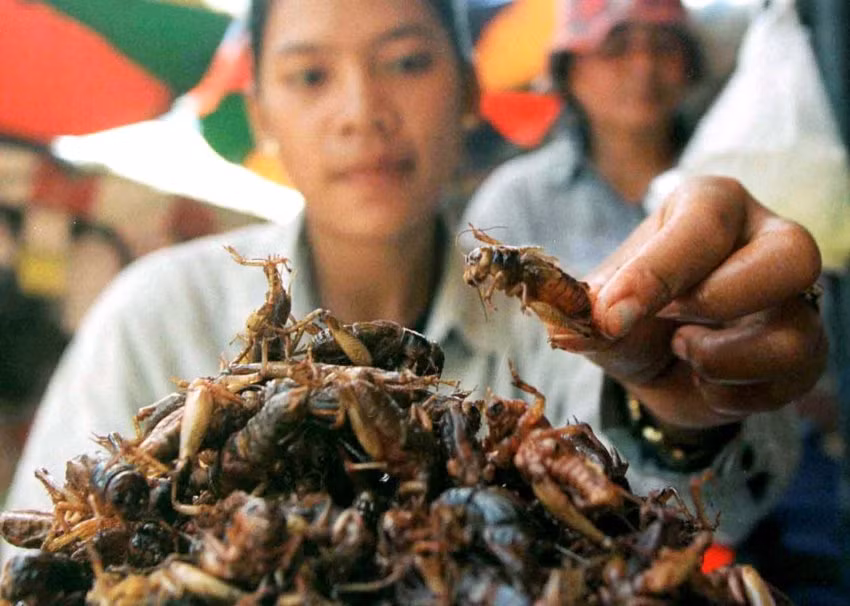 Dế mèn và châu chấu chiên-món ăn đắt khách ở Thái Lan, nhờ đó giúp tiềm năng du lịch quốc gia này phát triển mạnh lên.