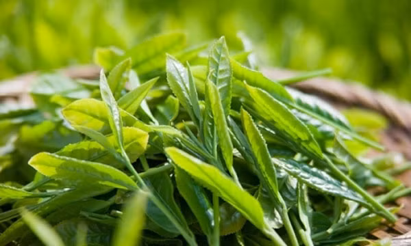 Những loại lá tắm thông dụng và an toàn cho bé ảnh 1 la-tam-thong-dung-cho-be-blogtamsuvn (4)