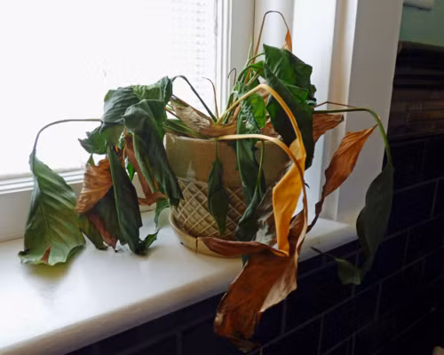 Ảnh: Gardenknowhow. 