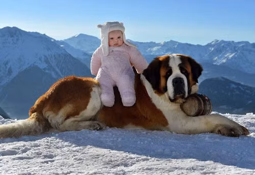 3. Chó St.Bernard - Chiều cao: 68- 90 cm - Cân nặng: 64-91 kg 3. Chó St.Bernard - Chiều cao: 68- 90 cm - Cân nặng: 64-91 kg