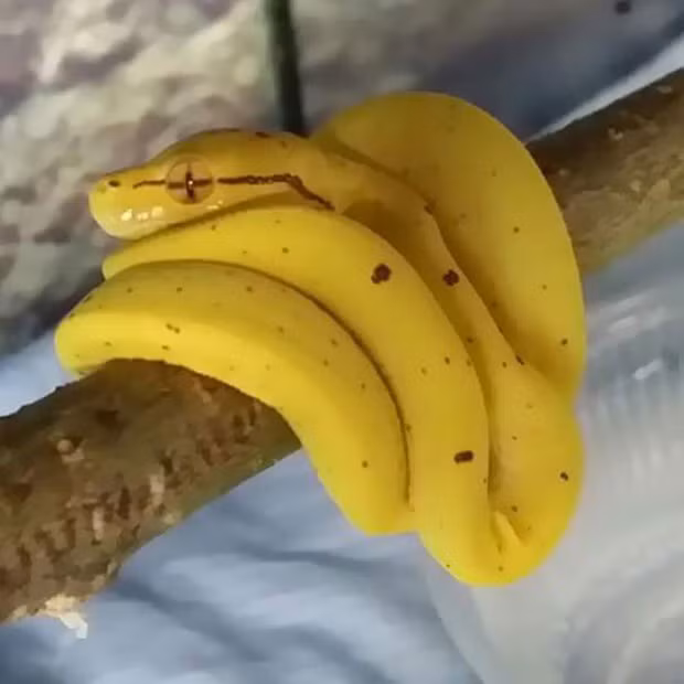 Khi đang đói thì nhìn cái gì cũng ra hình đồ ăn ảnh 6