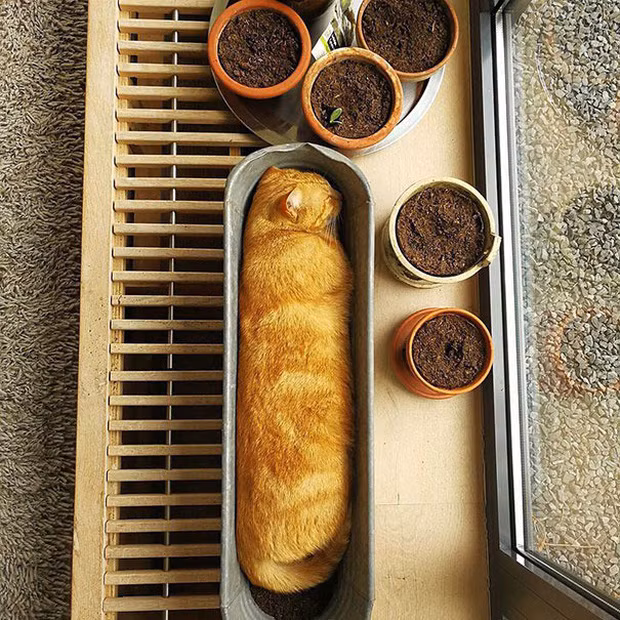 Khi đang đói thì nhìn cái gì cũng ra hình đồ ăn ảnh 3