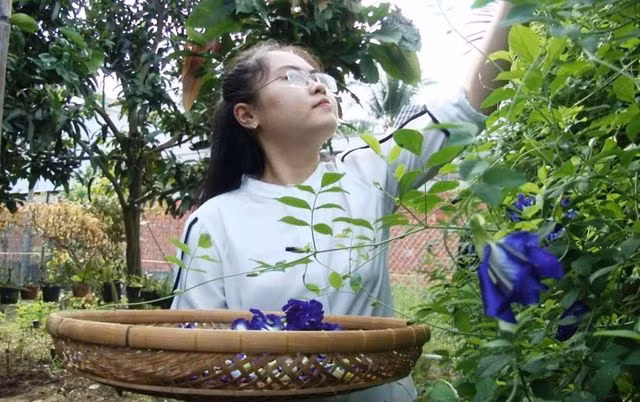 Cô giáo 9X ở làng hoa Sa Đéc khởi nghiệp với trà hoa