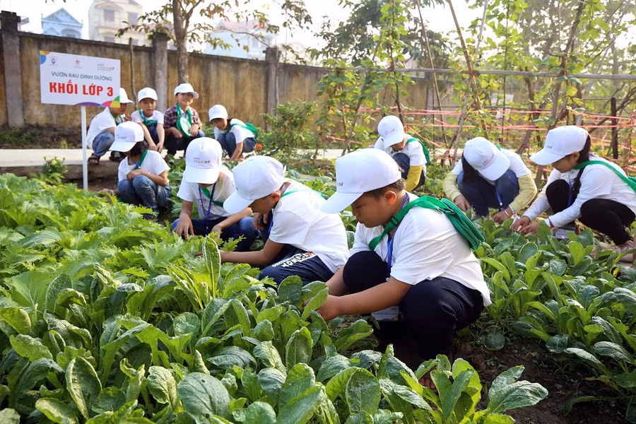 Các em học sinh 05 trường tiểu học ở Hưng Yên cùng thực hành chăm sóc rau ở Vườn Rau Dinh Dưỡng, trường tiểu học Tống Phan