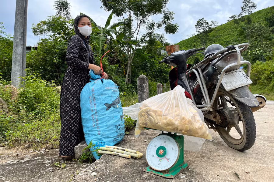 Măng tươi vừa thu hoạch có thương lái đến mua tận nơi. (Ảnh: Phạm Tâm)