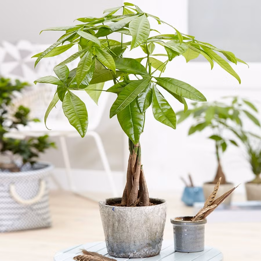 6 cây cảnh đẹp cực dễ trồng, hút lộc vào nhà ảnh 2