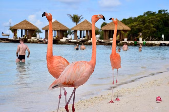 Giới trẻ thế giới đổ xô check-in sang chảnh tại bãi biển hồng hạc ảnh 3 gioi tre the gioi do xo check-in sang chanh tai bai bien hong hac - 3