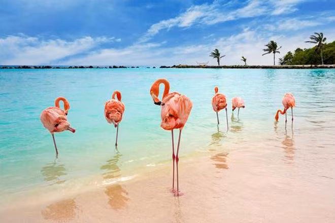 Giới trẻ thế giới đổ xô check-in sang chảnh tại bãi biển hồng hạc ảnh 4 gioi tre the gioi do xo check-in sang chanh tai bai bien hong hac - 4