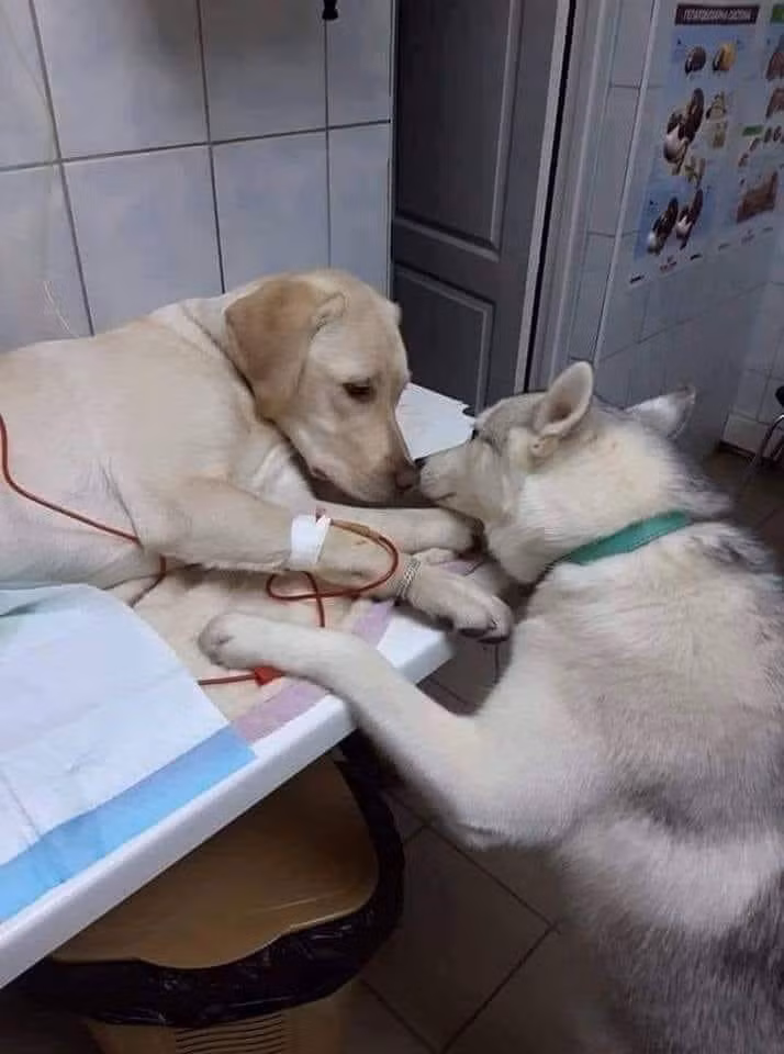 Em ơi mau khỏi ốm, có anh ở đây rồi.
