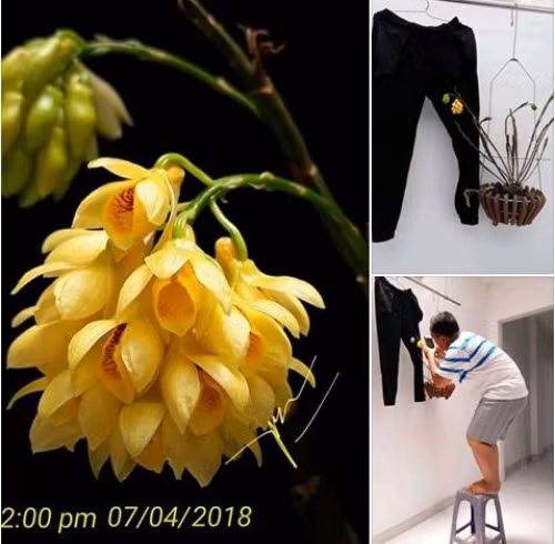 Nghệ thuật là ánh trăng lừa dối.