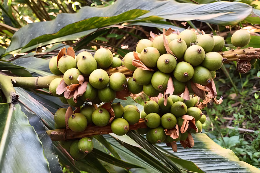 Quả bo bo được thu mua để làm dược liệu. (Ảnh: Phạm Tâm)