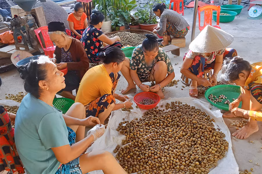 Người dân tách vỏ bo bo trước khi bán cho thương lái. (Ảnh: Phạm Tâm)