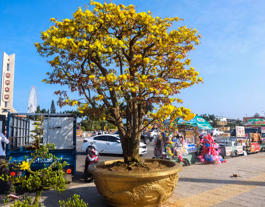Đặc biệt, tại chợ hoa Tết Đà Nẵng có sự xuất hiện của cụ mai trên 100 năm tuổi. Đây là cây mai của anh Trương Hoài Phong (trú phường Yên Đổ, TP Pleiku, tỉnh Gia Lai). Anh Phong cho biết, đây là mai hồng diệp giống cúc với giá 3 tỷ đồng.