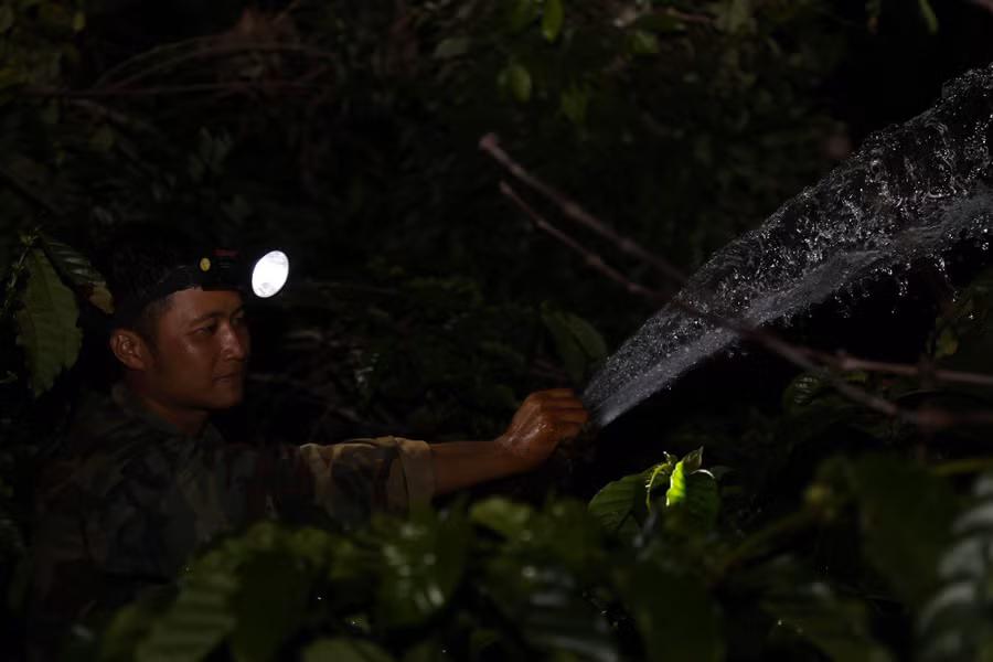 Do thiếu nước tưới cà phê nên người dân tranh thủ tưới về đêm.