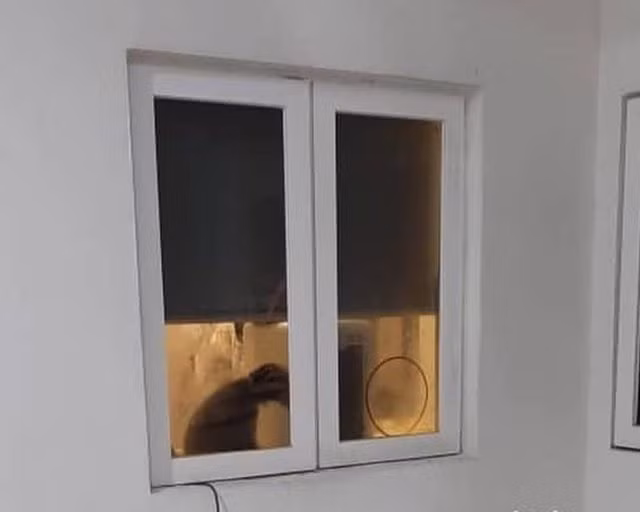 Nuôi gấu sắp tuyệt chủng trong nhà lại cứ nghĩ là nuôi... chó - 2