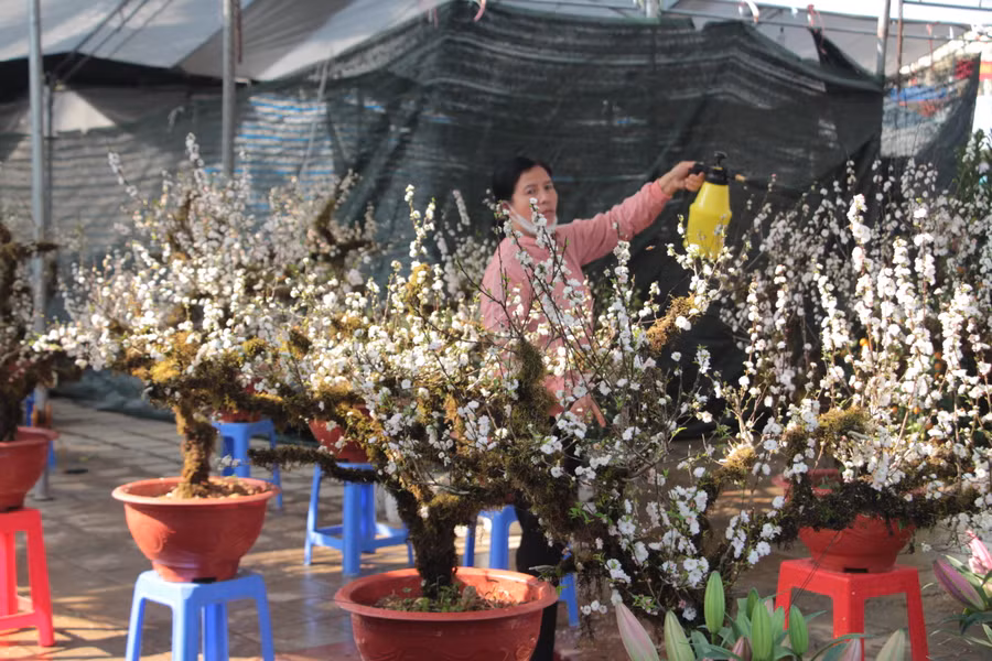 Thay vì đào, quất, những cây nhất chi mai cũng được bày bán nhiều ở chợ hoa Tết với giá thành phải chăng.