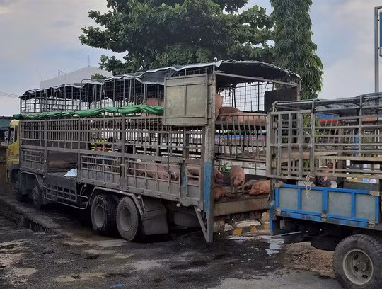  Phát hiện xe tải chở heo chết nhiễm dịch tả châu Phi vẫn đem đi bán - Ảnh 1.